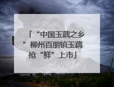 “中国玉藕之乡”柳州百朋镇玉藕抢“鲜”上市