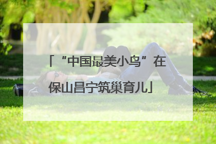 “中国最美小鸟”在保山昌宁筑巢育儿
