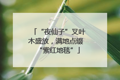 “夜仙子”叉叶木盛放，满地点缀“紫红地毯”