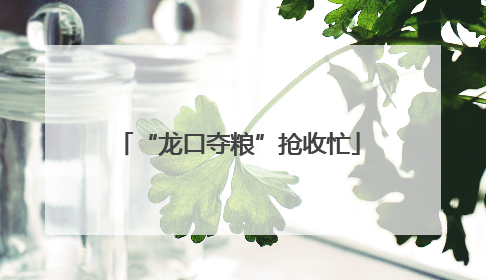 “龙口夺粮”抢收忙