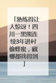 熟练得让人惊讶！四川一黑熊连续3年进村偷蜂蜜，藏哪都找得到