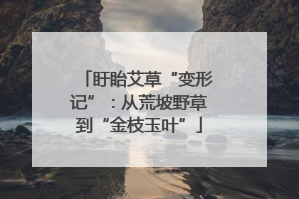 盱眙艾草“变形记”：从荒坡野草到“金枝玉叶”