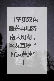 罕见双色睡莲再现济南大明湖，网友直呼“好运莲莲”