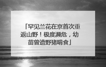 罕见兰花在京首次重返山野！极度濒危，幼苗曾遭野猪啃食