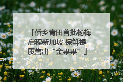 侨乡青田首批杨梅启程新加坡 保鲜提质售出“金果果”