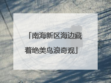 南海新区海边藏着绝美鸟浪奇观