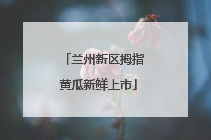 兰州新区拇指黄瓜新鲜上市