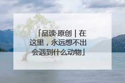品读·原创｜在这里，永远想不出会遇到什么动物