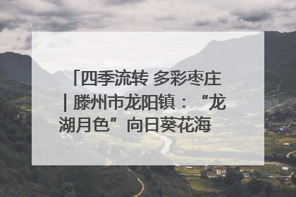 四季流转 多彩枣庄｜滕州市龙阳镇：“龙湖月色”向日葵花海 绘就乡村振兴新画卷