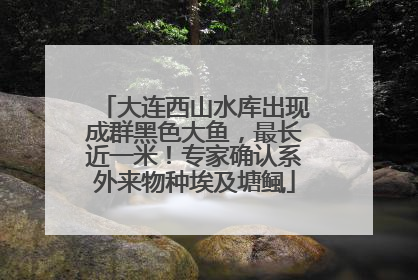 大连西山水库出现成群黑色大鱼，最长近一米！专家确认系外来物种埃及塘鲺