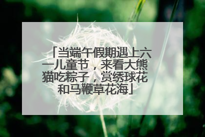 当端午假期遇上六一儿童节，来看大熊猫吃粽子，赏绣球花和马鞭草花海