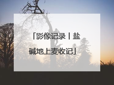 影像记录丨盐碱地上麦收记