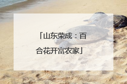 山东荣成：百合花开富农家
