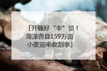 开镰好“丰”景！菏泽曹县159万亩小麦迎来收割季