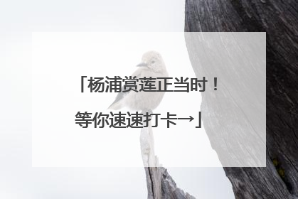 杨浦赏莲正当时！等你速速打卡→