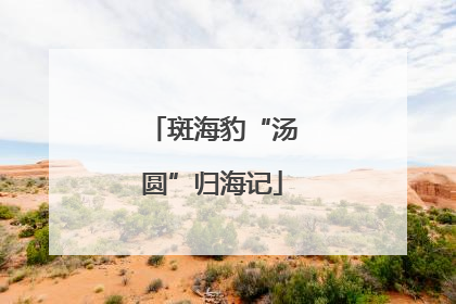 斑海豹“汤圆”归海记
