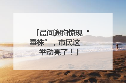 晨间遛狗惊现“毒株”，市民这一举动亮了！