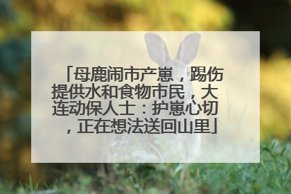 母鹿闹市产崽，踢伤提供水和食物市民，大连动保人士：护崽心切，正在想法送回山里