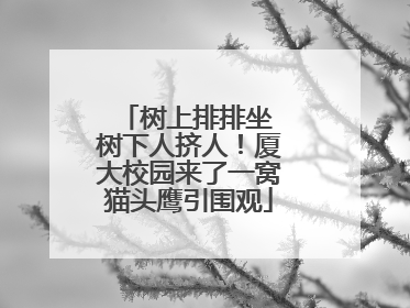 树上排排坐 树下人挤人！厦大校园来了一窝猫头鹰引围观