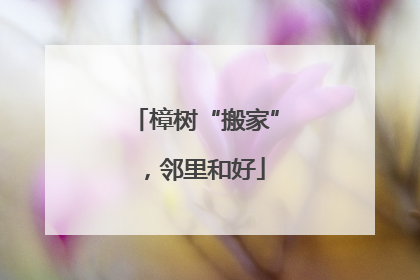 樟树“搬家”，邻里和好