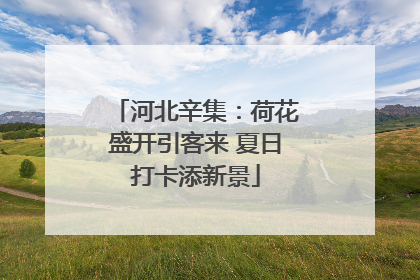 河北辛集：荷花盛开引客来 夏日打卡添新景