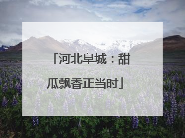 河北阜城：甜瓜飘香正当时