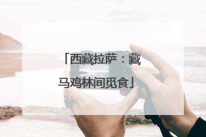 西藏拉萨：藏马鸡林间觅食