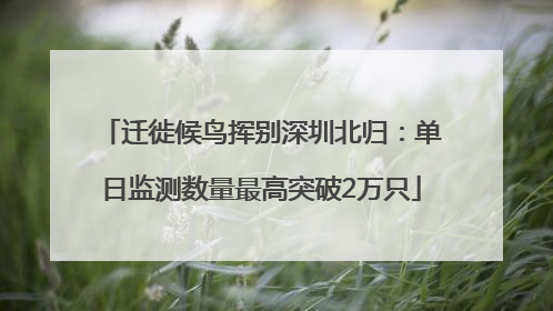 迁徙候鸟挥别深圳北归：单日监测数量最高突破2万只