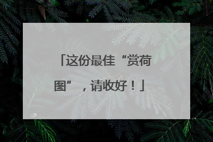 这份最佳“赏荷图”，请收好！