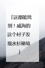 这都能找到！威海的这个村子发现水杉秘境