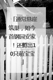 通常悬崖筑巢，如今首钢园安家！还孵出10只萌宝宝