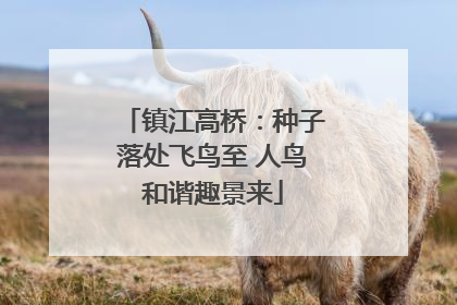 镇江高桥：种子落处飞鸟至 人鸟和谐趣景来