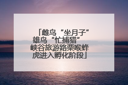 雌鸟“坐月子”雄鸟“忙捕猎” 峡谷旅游路栗喉蜂虎进入孵化阶段