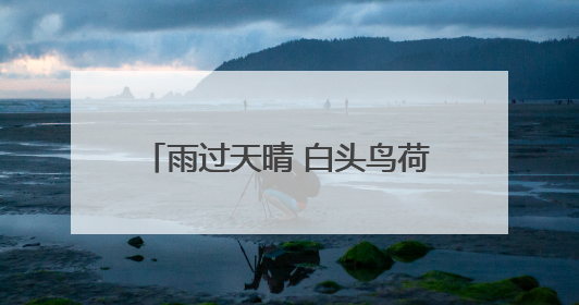 雨过天晴 白头鸟荷花池里找美食｜图集
