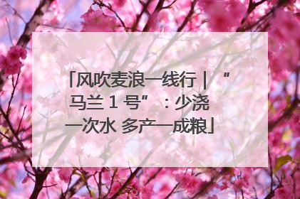 风吹麦浪一线行｜“马兰 1 号”：少浇一次水 多产一成粮