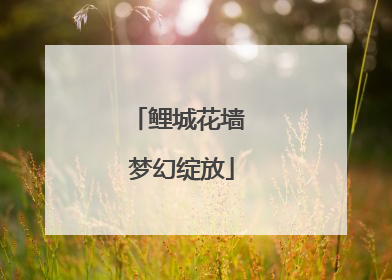 鲤城花墙 梦幻绽放
