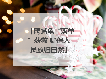 鹰嘴龟“落单”获救 野保人员放归自然