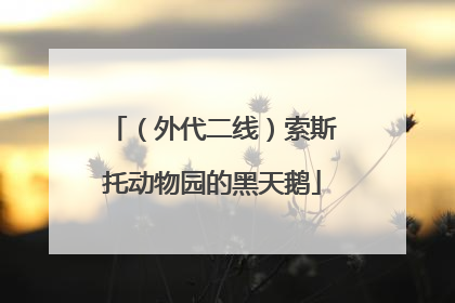 （外代二线）索斯托动物园的黑天鹅