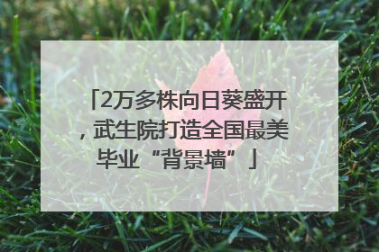 2万多株向日葵盛开，武生院打造全国最美毕业“背景墙”